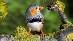 Zebra Finch